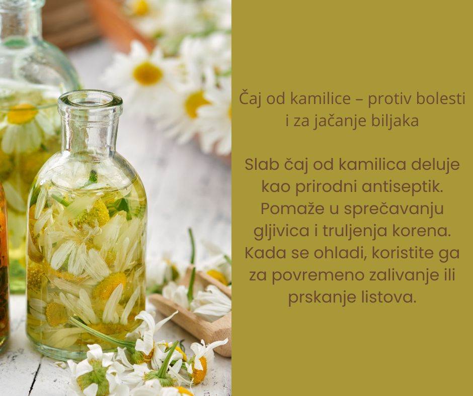 caj za djubrenje cveca (1).jpg