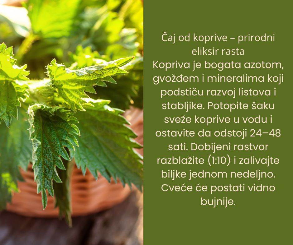 caj za djubrenje cveca.jpg