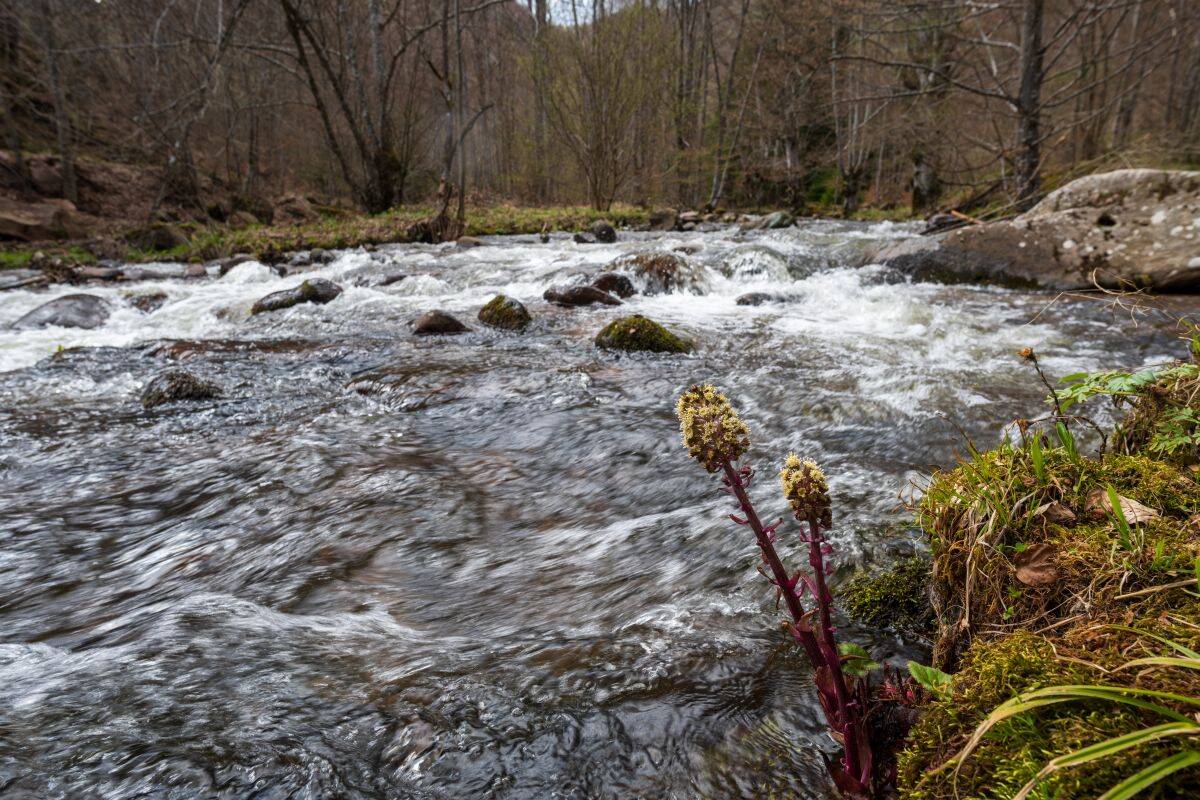 rosomački lonci i reka rosomača