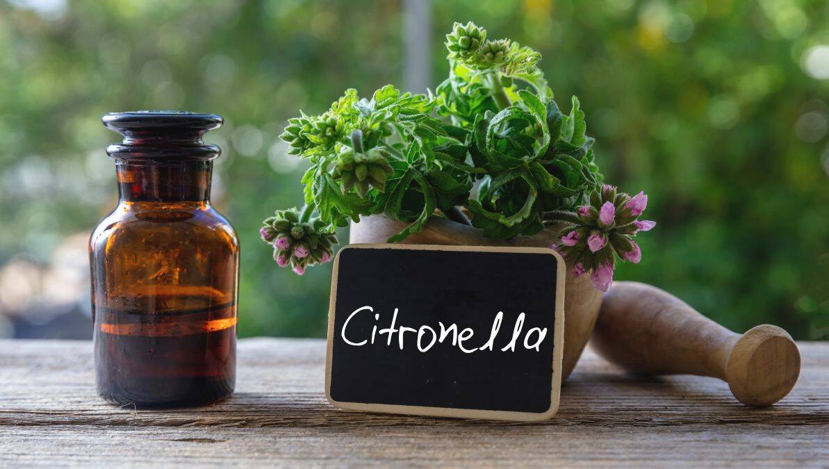 citronela0002.jpg