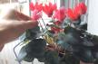 3 biljke koje prema feng šuiju privlače pravu ljubav