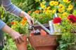 Kako da napravite cvetni aranžman od saksija za baštu
