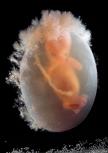 Galerija života: fascinantne fotografije fetusa koje najavljuju magiju rođenja