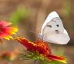 Šta znači kada vidite belog leptira