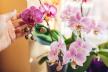 Prirodan način da orhideja ponovo cveta.