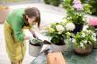 Kako da pravilno negujete i održavate hortenzije u bašti ili u saksijama?