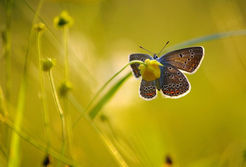 Najviša istina šestog čula: zašto treba da dopustimo intuiciji da nas vodi kroz život