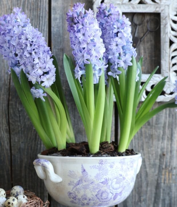 Koje cveće oko Uskrsa donosi sreću