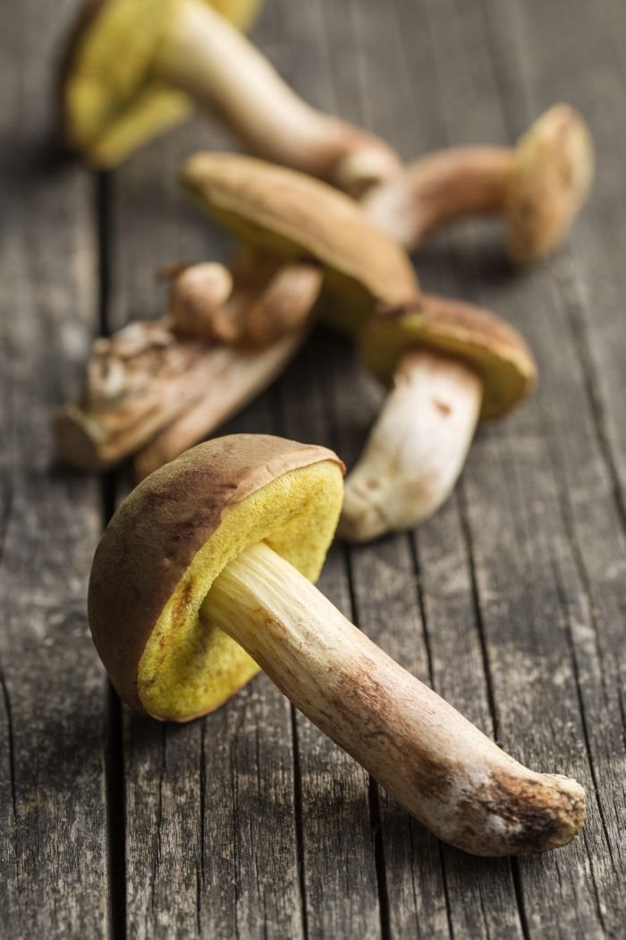 Šumska tajna koja čuva zdravlje: Ivanka Milenković, magistarka bioloških nauka otkriva korisna svojstva pečuraka