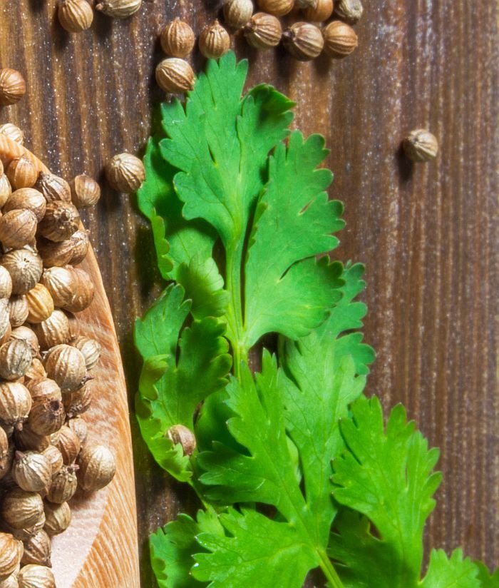 Čisti organizam, reguliše probavu i smanjuje holesterol: mnogi su zaboravili da je ova biljka čudesna za zdravlje