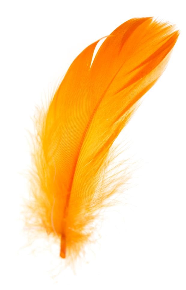 TEST - izaberite jedno pero i zavirite u budućnost: otkrićete nešto što niste znali o svojoj ličnosti