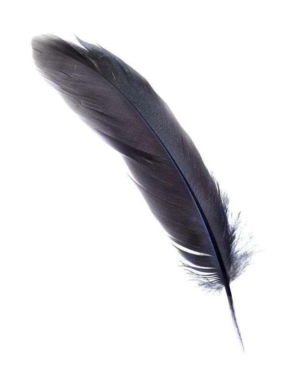 TEST - izaberite jedno pero i zavirite u budućnost: otkrićete nešto što niste znali o svojoj ličnosti