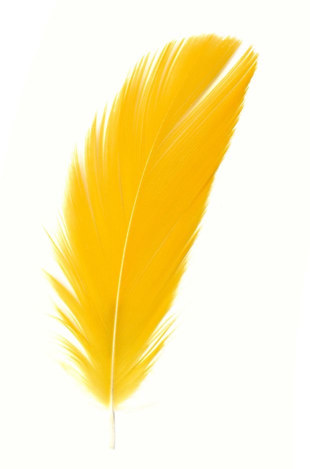 TEST - izaberite jedno pero i zavirite u budućnost: otkrićete nešto što niste znali o svojoj ličnosti