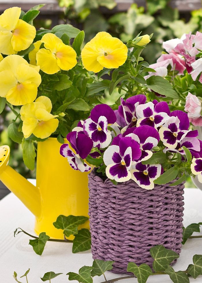 Feng šui za privlačenje sreće, harmonije i ljubavi u dom: evo u koju sobu treba da stavite ljubičice