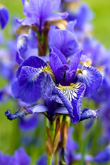 Tajni život biljaka: snaga cveća