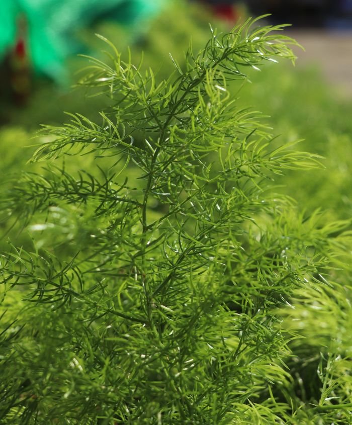 Sprečava oštećenje ćelija, opasne upale i čisti sve organe: ova moćna biljka se vekovima koristi za lečenje raznih bolesti