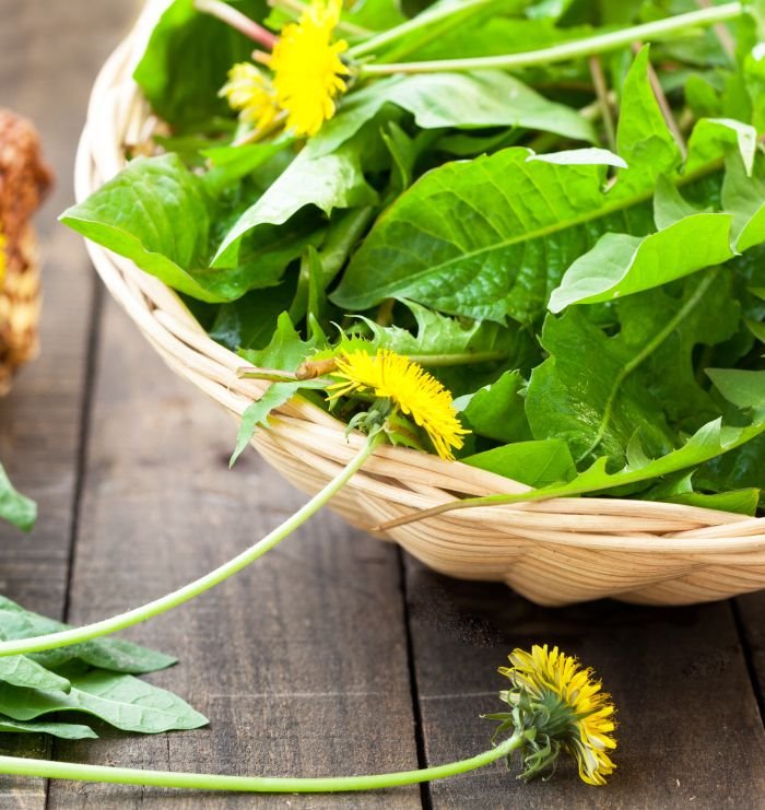 Biljka koja raste na svakom čošku, a neverovatno je lekovita: list maslačka pročišćava organizam i sprečava teška oboljenja