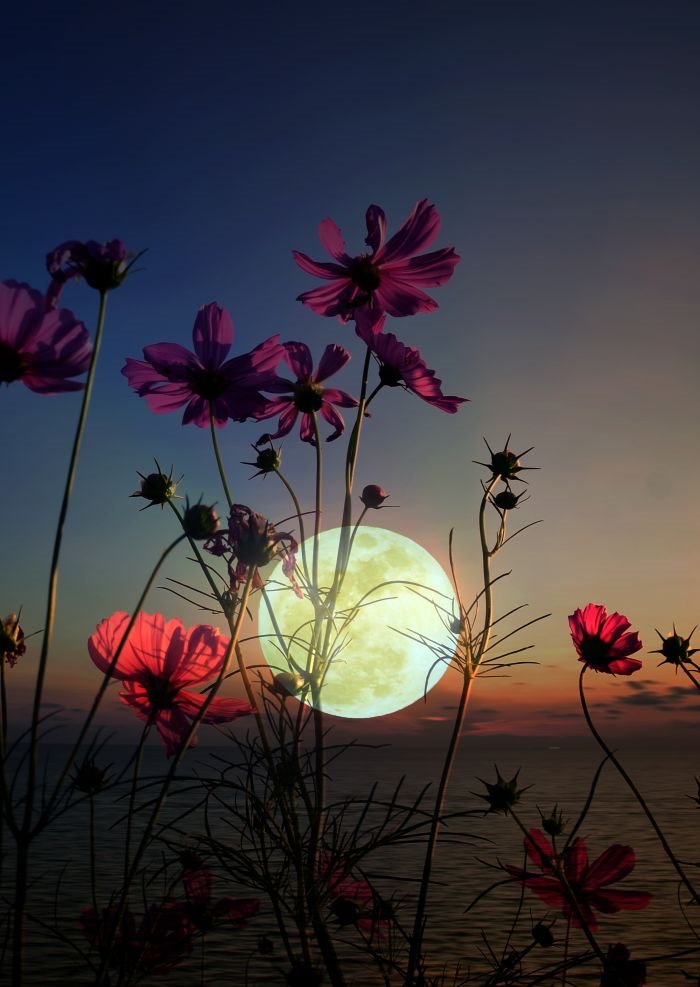 Horoskop - za 3 dana nam Cvetni pun Mesec donosi divne promene: evo šta treba uraditi za sreću i bolji život