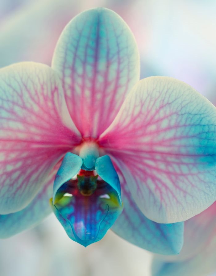 Feng šui - evo koje biljke privlače ljubav, novac i zdravlje: unesite magiju sreće u svoj dom