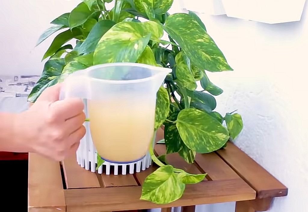 biljka djubrivo kvasac