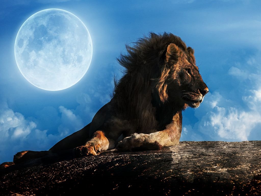 portal lavlja kapija_1905118714