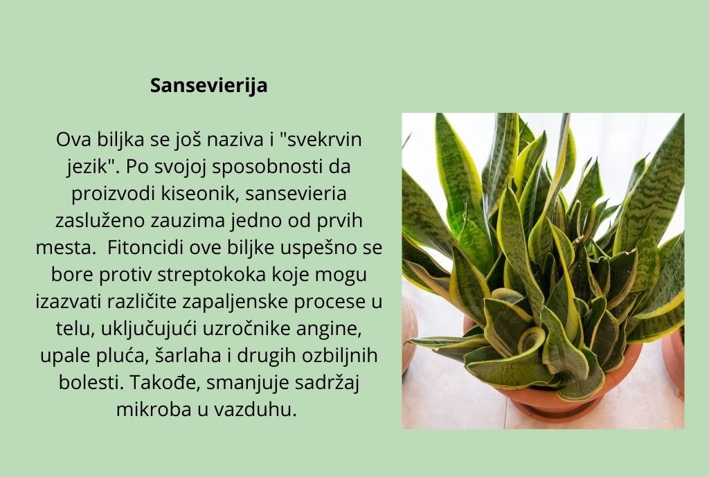 Aloe vera Naše bake su takođe držale aloju u kući. Njen sok ima lekovita svojstva, naširoko se koristi u narodnoj medicini. Ali to nisu sve korisne osobine ovog cveta. Aloja vrlo efikasno čisti vazduh  (3)