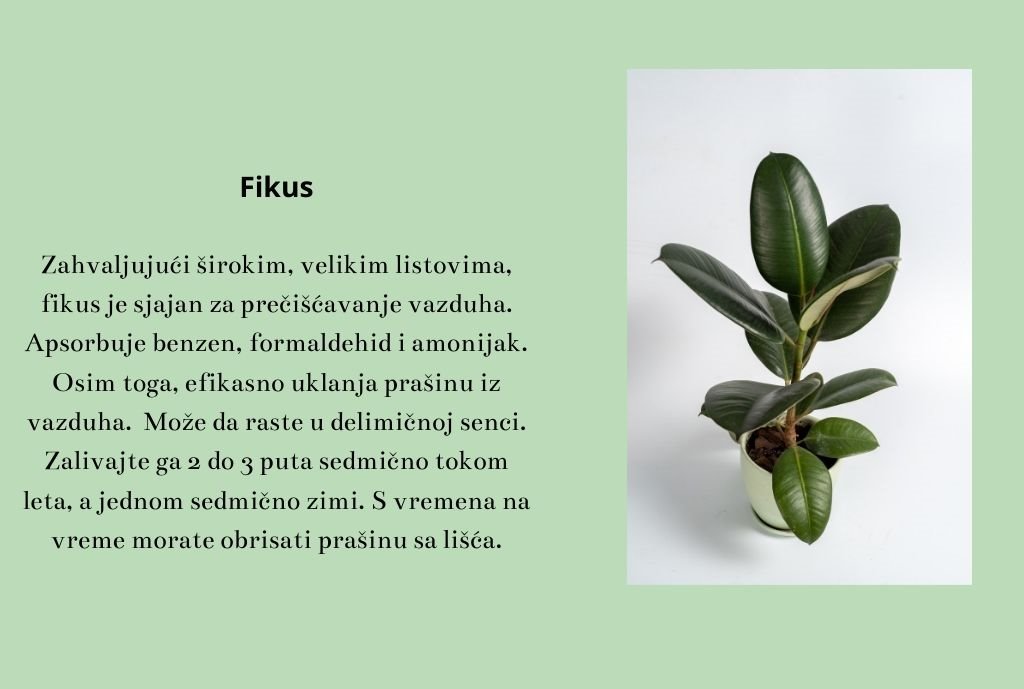 Aloe vera Naše bake su takođe držale aloju u kući. Njen sok ima lekovita svojstva, naširoko se koristi u narodnoj medicini. Ali to nisu sve korisne osobine ovog cveta. Aloja vrlo efikasno čisti vazduh  (2)