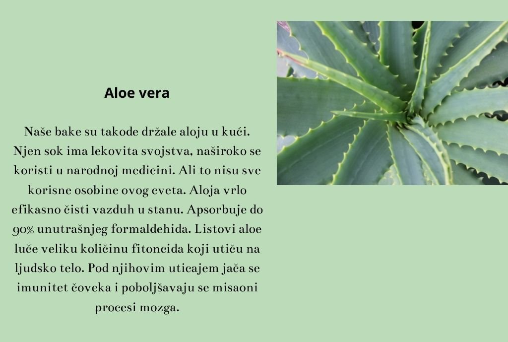 Aloe vera Naše bake su takođe držale aloju u kući. Njen sok ima lekovita svojstva, naširoko se koristi u narodnoj medicini. Ali to nisu sve korisne osobine ovog cveta. Aloja vrlo efikasno čisti vazduh  (1)