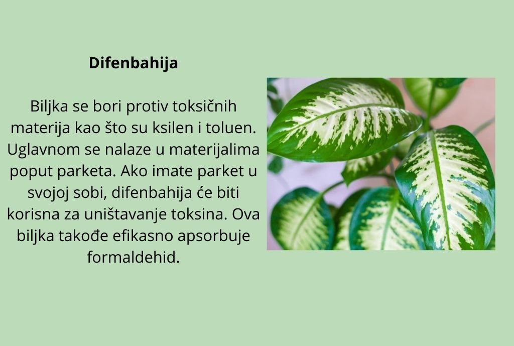 Aloe vera Naše bake su takođe držale aloju u kući. Njen sok ima lekovita svojstva, naširoko se koristi u narodnoj medicini. Ali to nisu sve korisne osobine ovog cveta. Aloja vrlo efikasno čisti vazduh  (5)