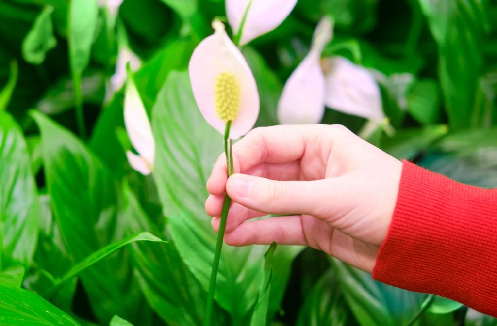 Šta privlači u dom cvet ženska sreća_1931756423