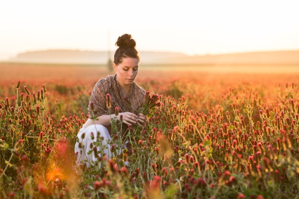 Crvena detelina za zdravlje444461692