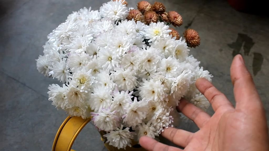 hrizanteme feng shui