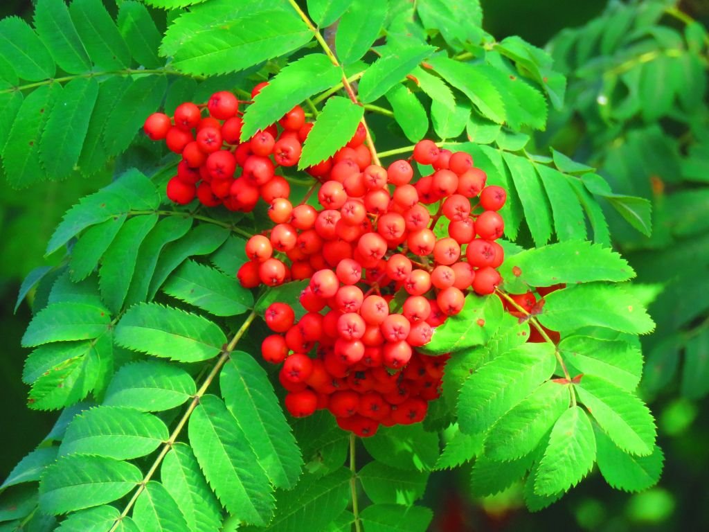 jarebika biljka lekovito dejstvo magična moc