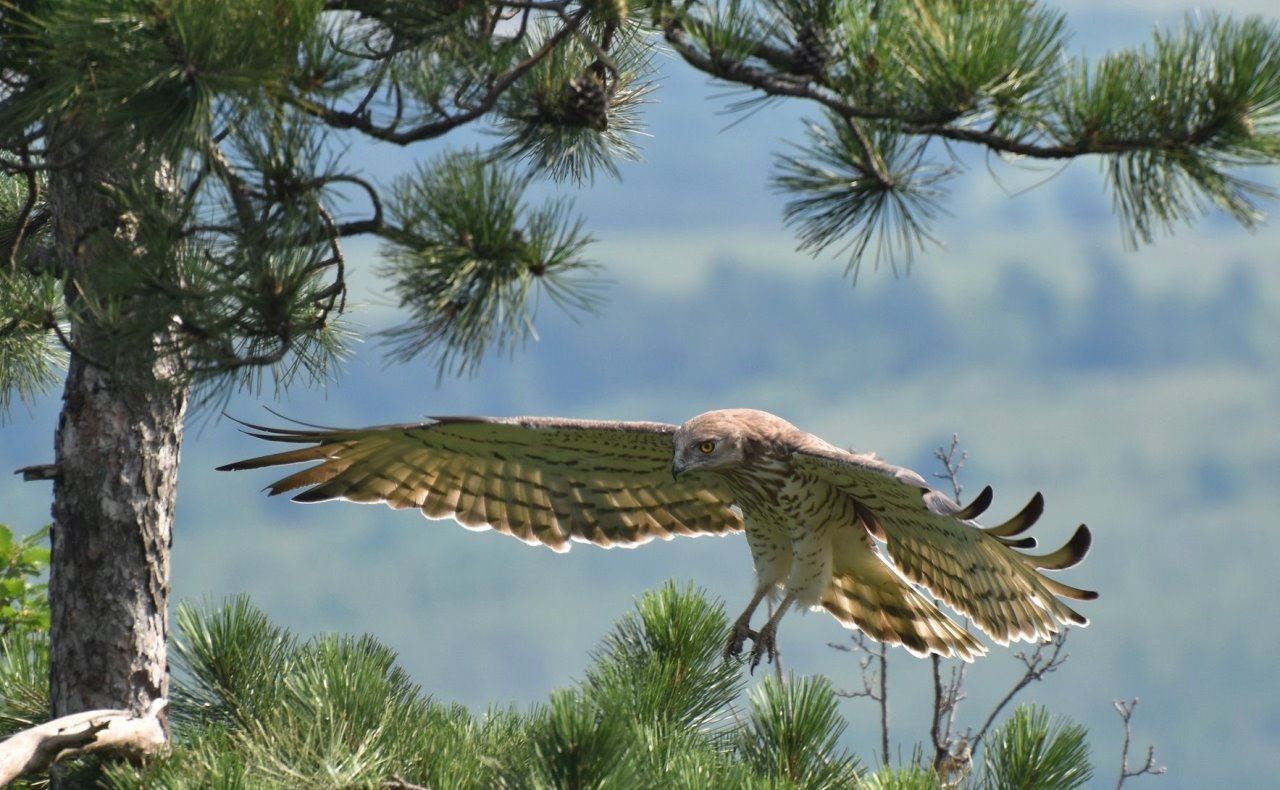 nijedna-vrsta-ne-umire-sama003