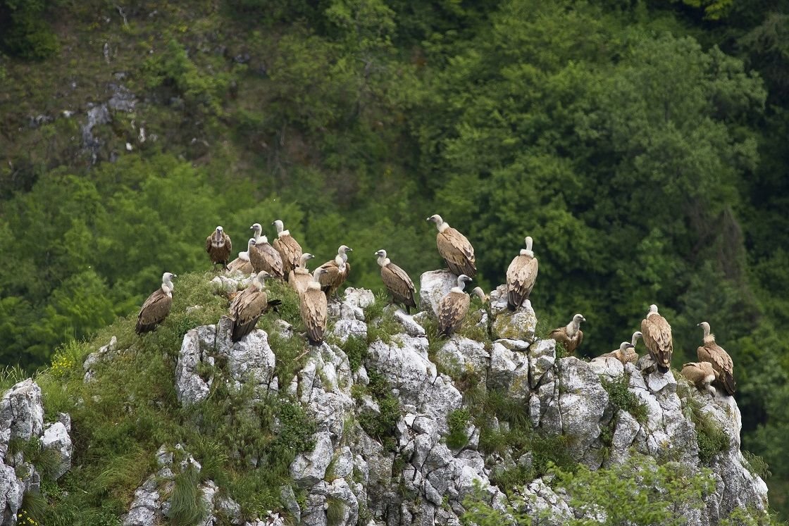 nijedna-vrsta-ne-umire-sama004