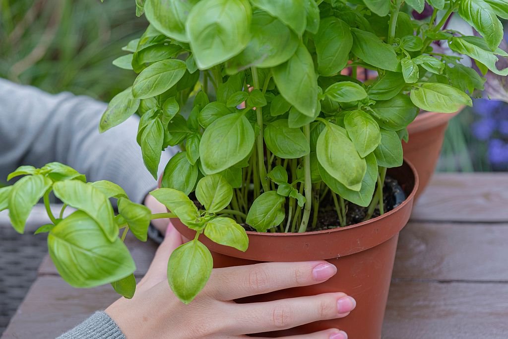 7 razloga zašto treba da koristite lekoviti bosiljak_2056685714