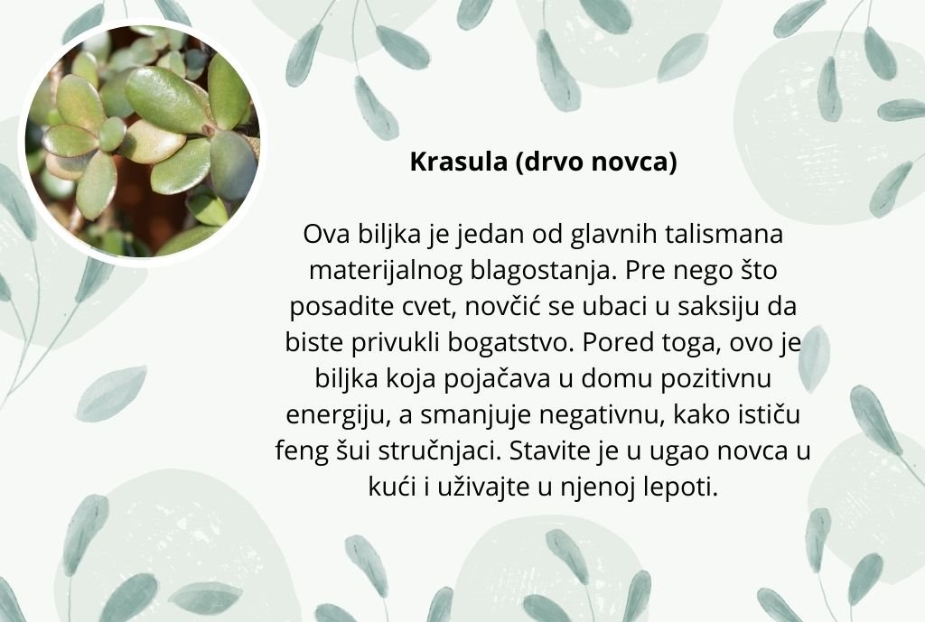 cvece negativna energija (5).jpg