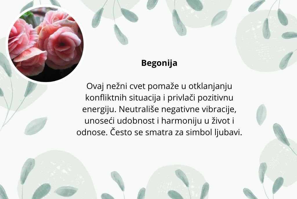 cvece negativna energija (4).jpg