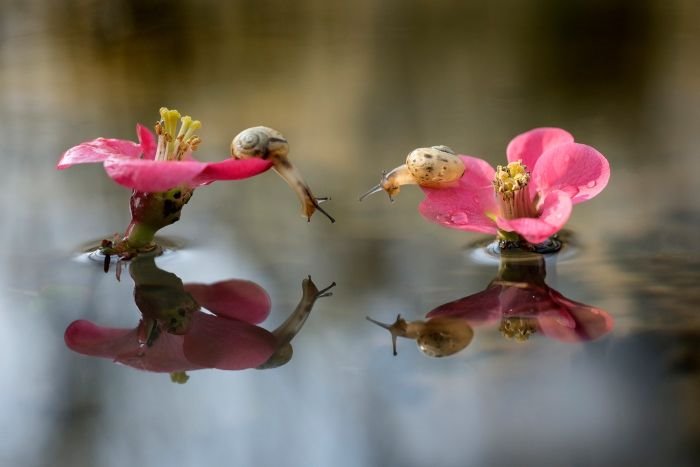 Lepota je osa oko koje se vrti svet
