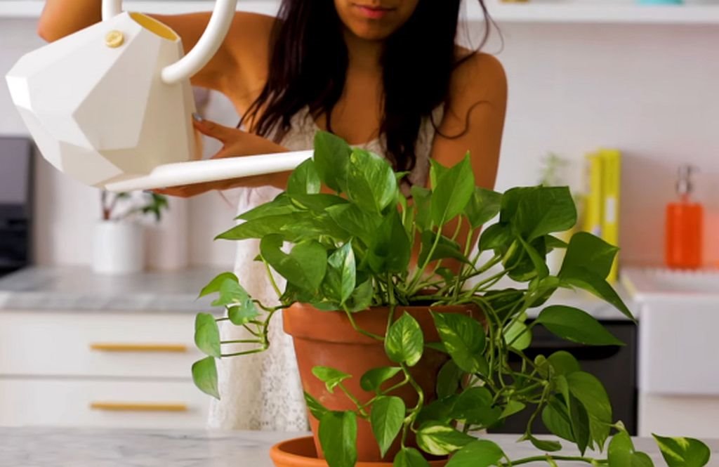 Zlatni potos feng šui biljka za privlačenje novca.