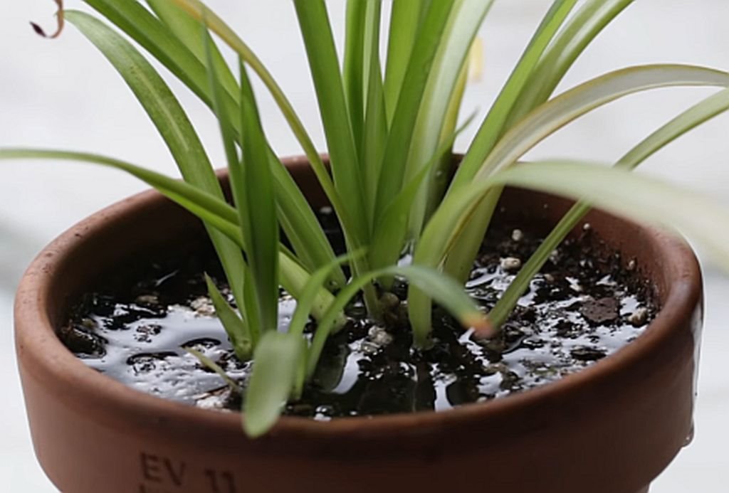 Koje biljke privlače novac, ljubav, uspeh i sreću.jpg