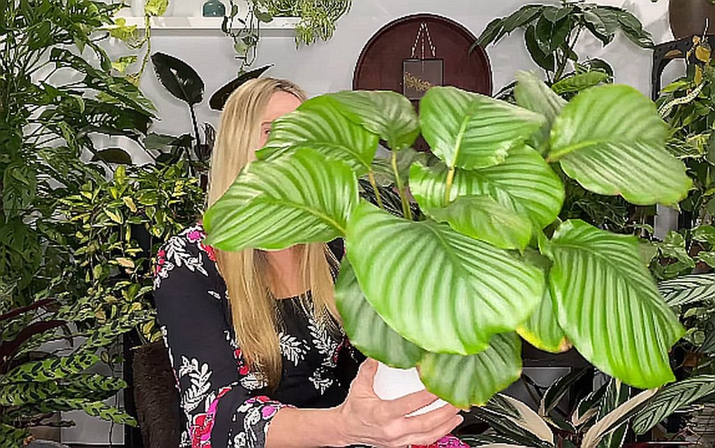 Napravite prirodnu prihranu za cveće od kore banane.jpg