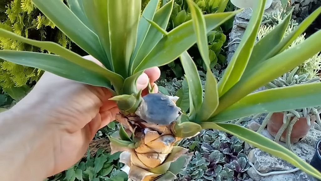 Kako da negujete drvo života ako liske požute.jpg