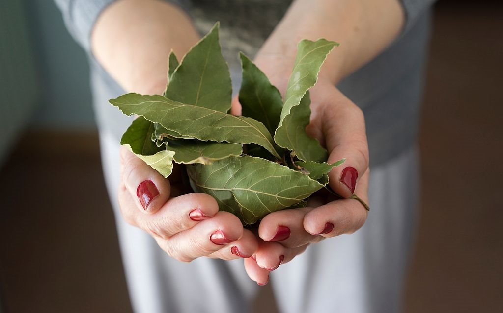 Kako lovorov list utiče na zdravlje