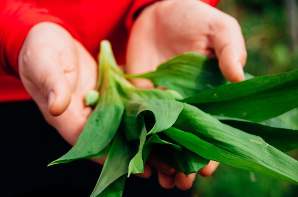 Lekovita dejstva sremuša i melem za pluća.