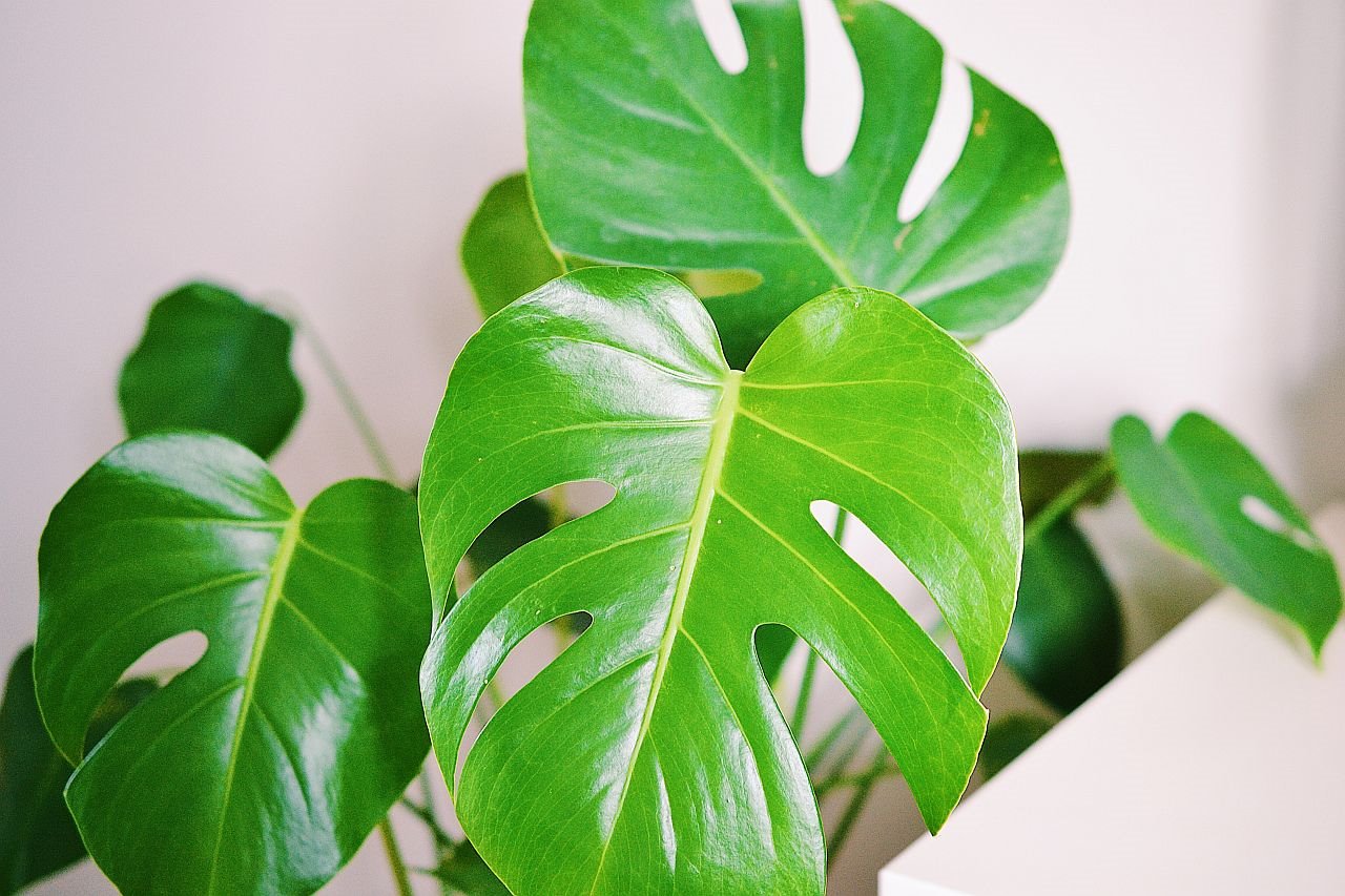 Koje biljke donose negativnu energiju u dom.