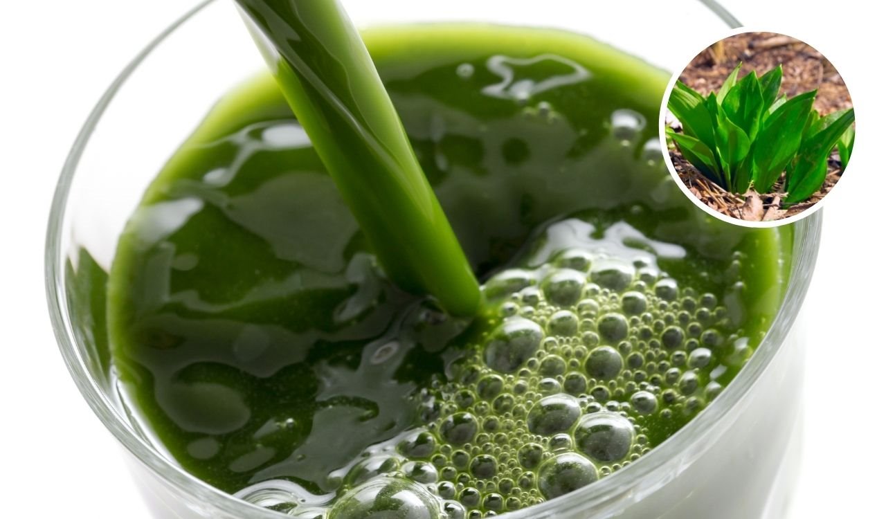 Napitak od sremuša za detoksikaciju i jači imunitet.