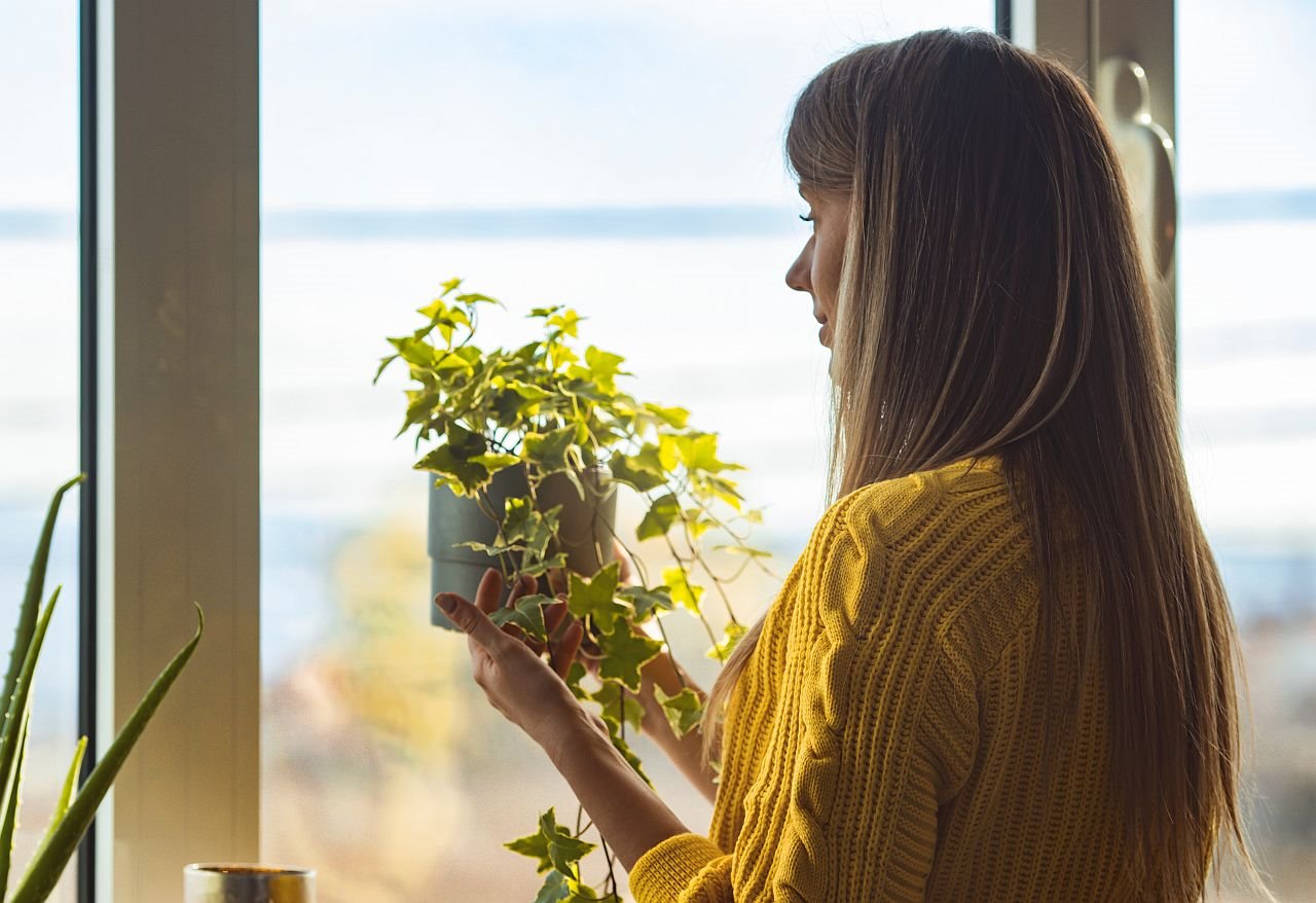 5 sobnih biljaka koje upijaju zračenje i čiste vazduh.