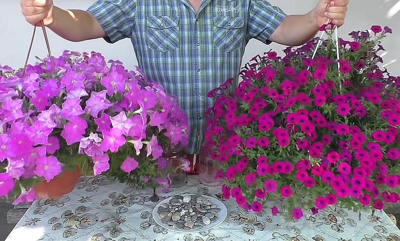 Prihrana za brže i bolje cvetanje biljaka.