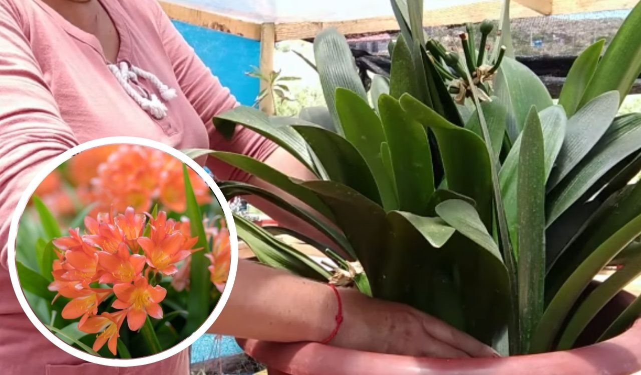 Feng šui biljka za privlačenje sreće i novca klivija.